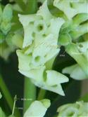  Flowers with Pistil Heads